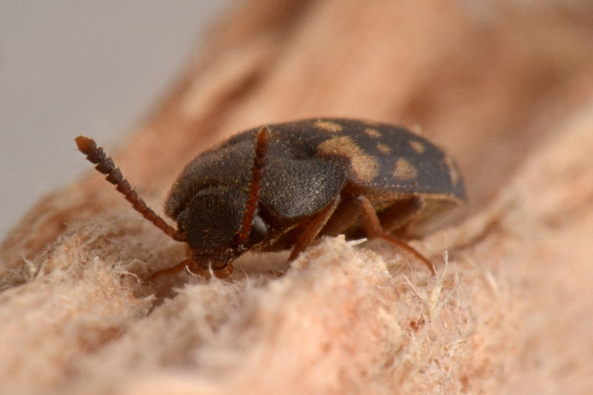 Mycetophagidae: Mycetophagus atomarius? Sì.